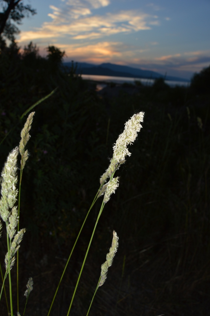 Sunset and grass flowers