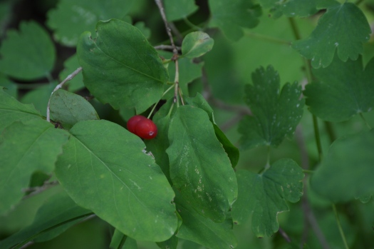 Unknown Red Berry